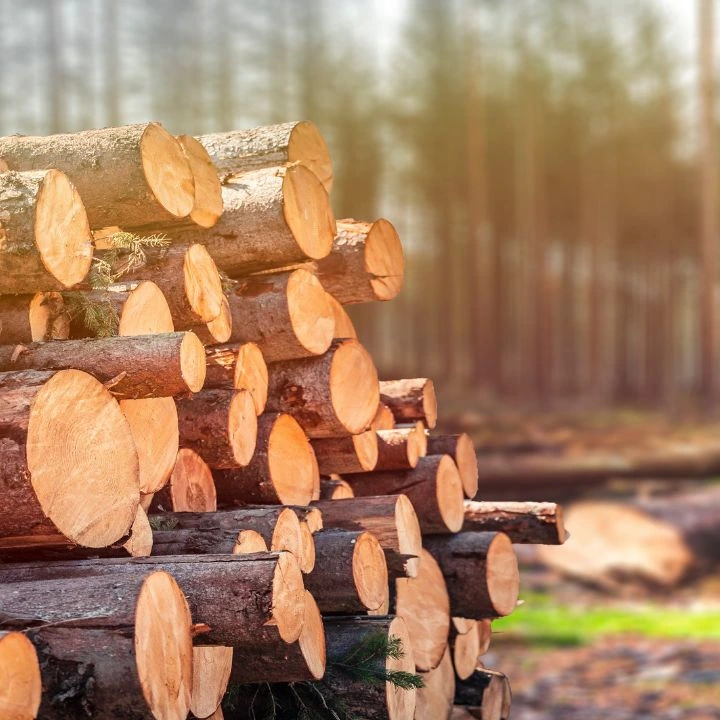 Le specie di legno più utilizzate in falegnameria